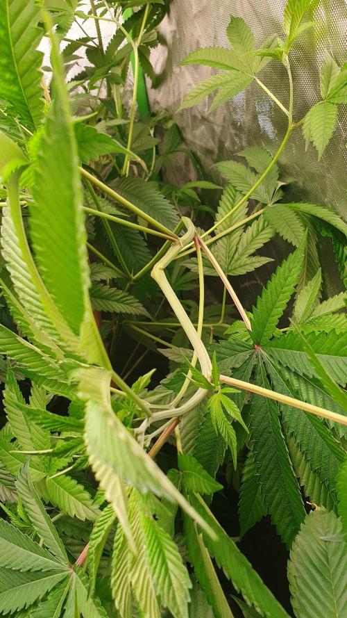 USA Genetics 2026 🏆 SSSC. Week 14