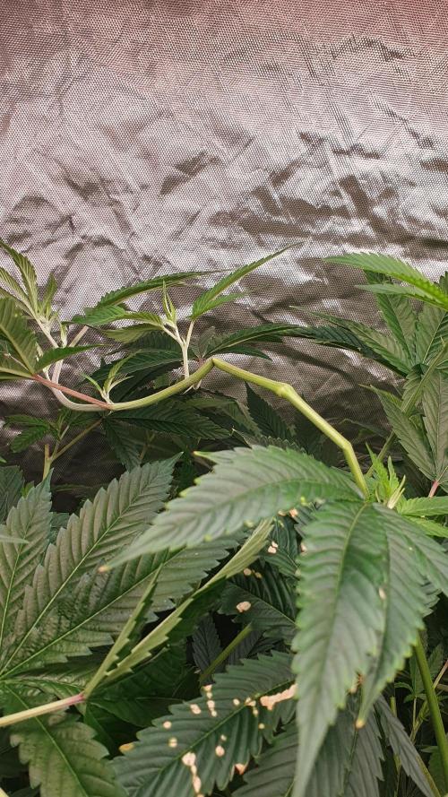 USA Genetics 2026 🏆 SSSC. Week 14