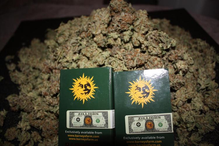 Zillions 💵 - Barney's Farm. Week 21