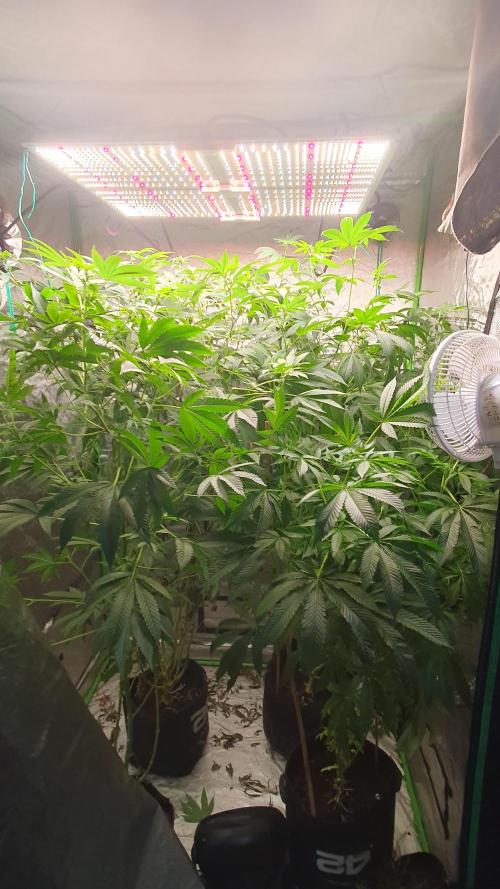 USA Genetics 2026 🏆 SSSC. Week 16