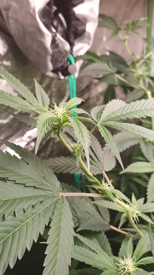 USA Genetics 2026 🏆 SSSC. Week 16