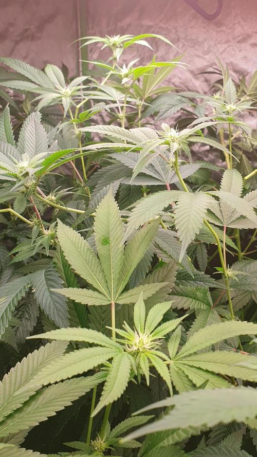 USA Genetics 2026 🏆 SSSC. Week 16