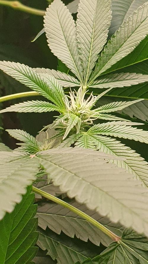 USA Genetics 2026 🏆 SSSC. Week 16