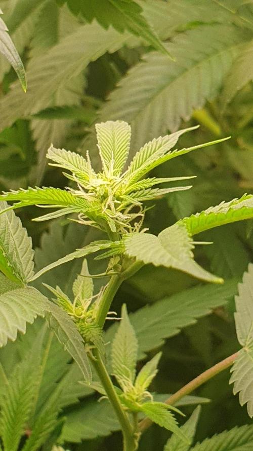 USA Genetics 2026 🏆 SSSC. Week 16