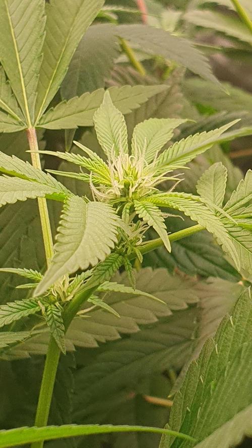 USA Genetics 2026 🏆 SSSC. Week 16