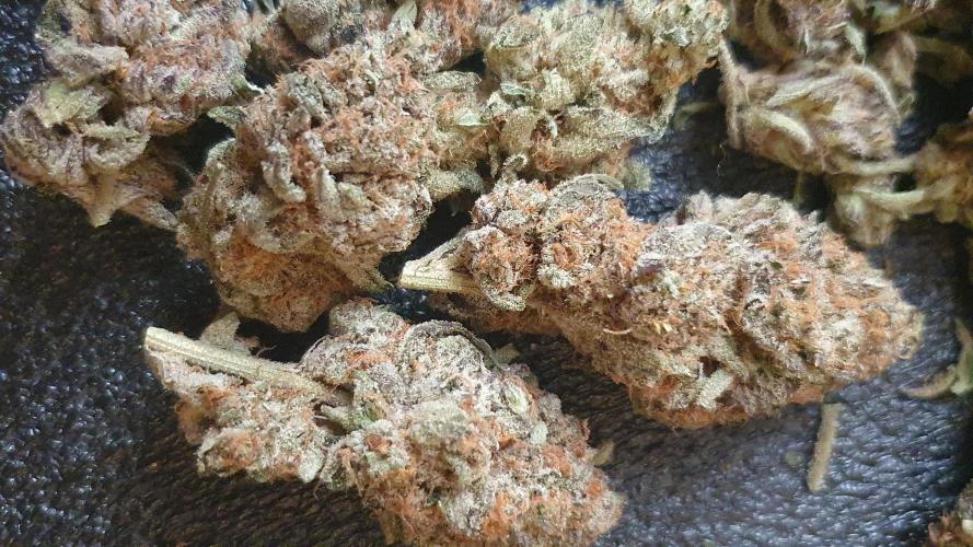 Zillions 💵 - Barney's Farm. Week 21