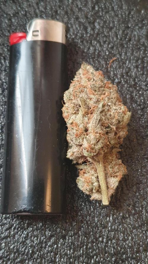 Zillions 💵 - Barney's Farm. Week 21