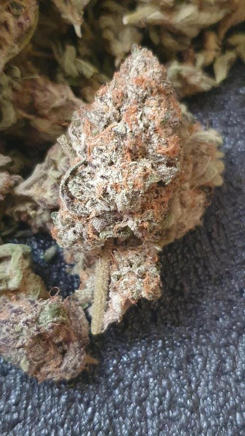Zillions 💵 - Barney's Farm. Week 21