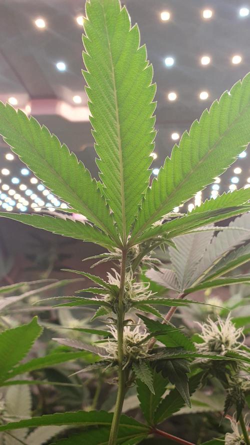 USA Genetics 2026 🏆 SSSC. Week 17