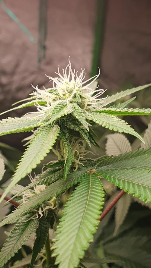 USA Genetics 2026 🏆 SSSC. Week 17