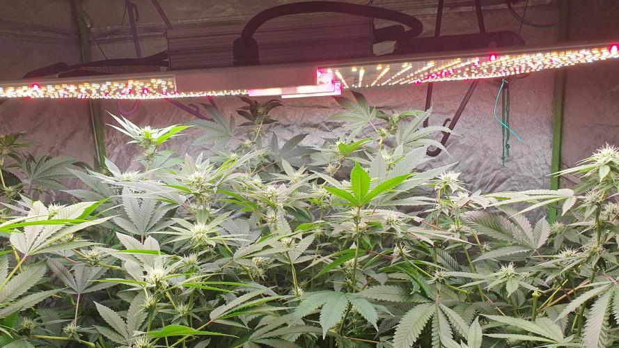 USA Genetics 2026 🏆 SSSC. Week 17