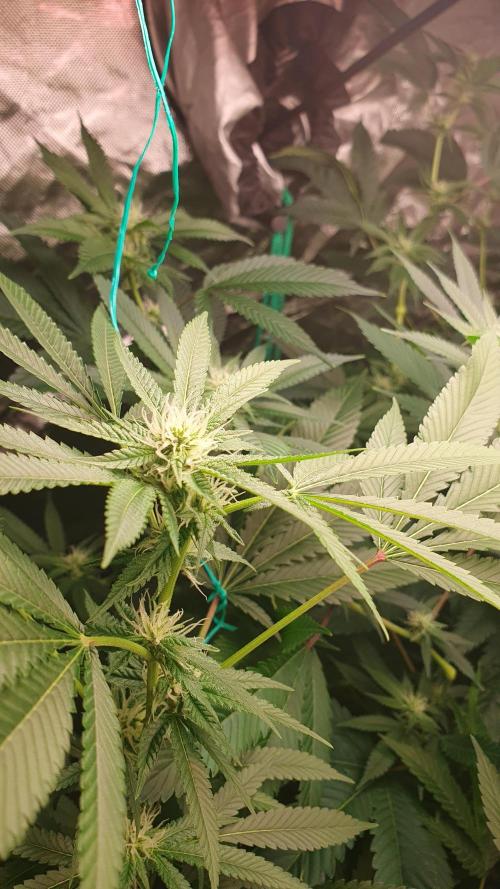 USA Genetics 2026 🏆 SSSC. Week 17