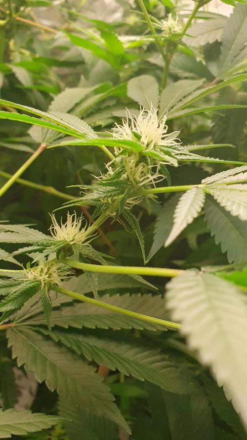 USA Genetics 2026 🏆 SSSC. Week 17