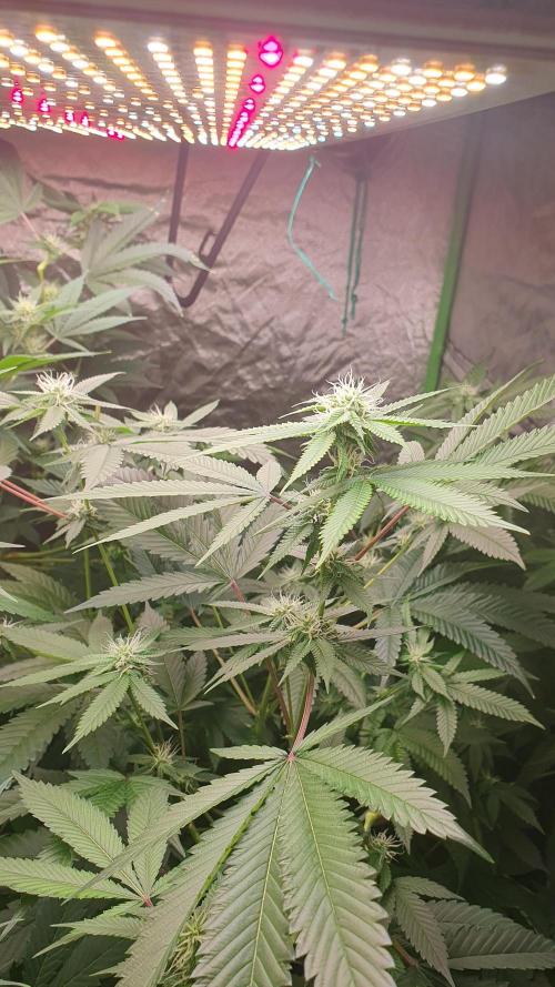 USA Genetics 2026 🏆 SSSC. Week 17