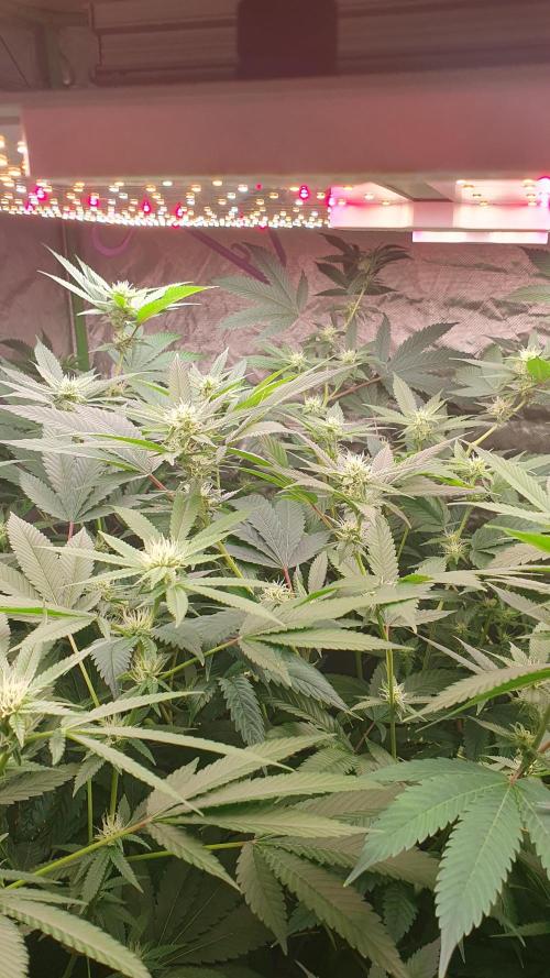USA Genetics 2026 🏆 SSSC. Week 17