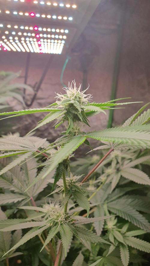 USA Genetics 2026 🏆 SSSC. Week 17