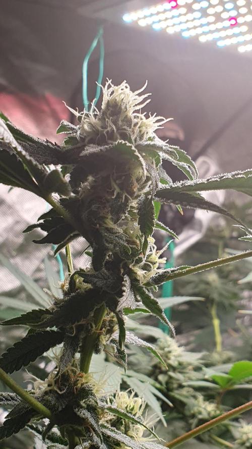USA Genetics 2026 🏆 SSSC. Week 20