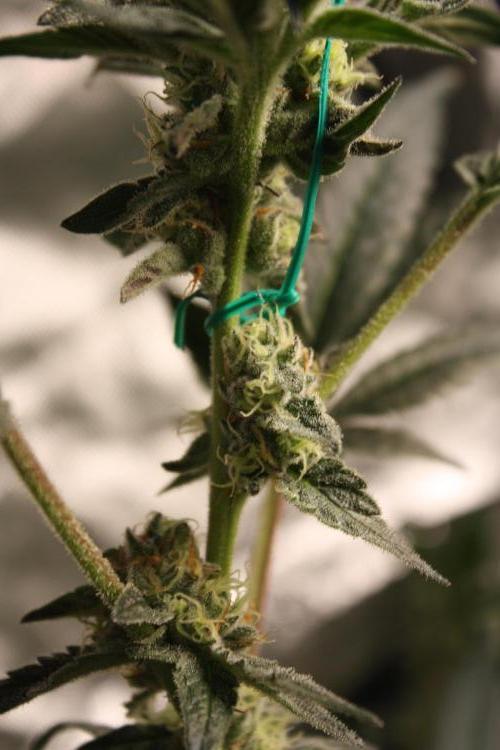 Zillions 💵 - Barney's Farm. Week 15
