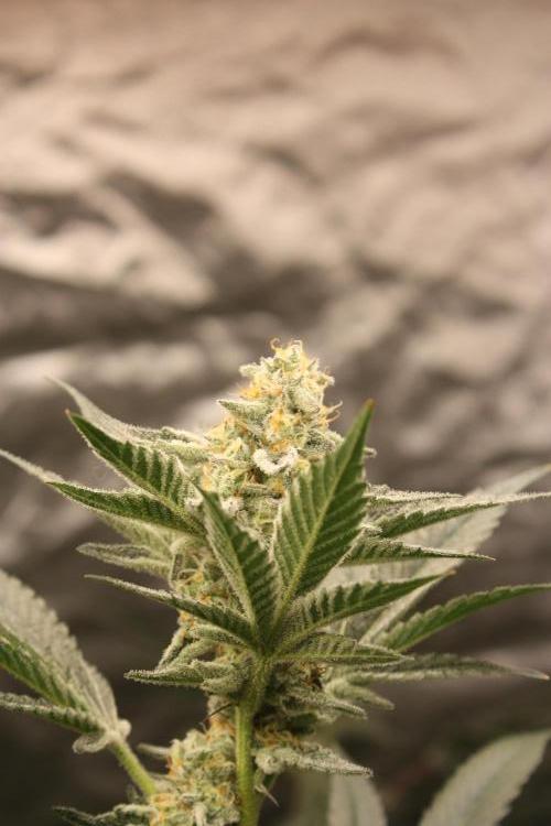 Zillions 💵 - Barney's Farm. Week 15