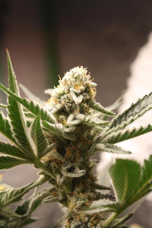 Zillions 💵 - Barney's Farm. Week 15