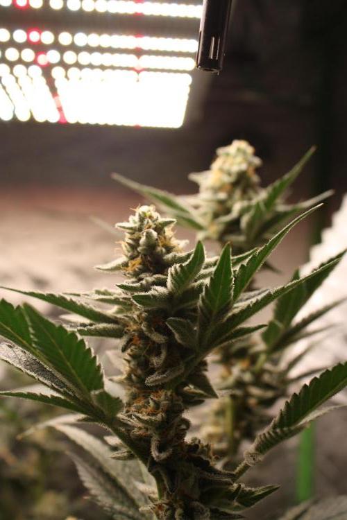 Zillions 💵 - Barney's Farm. Week 16