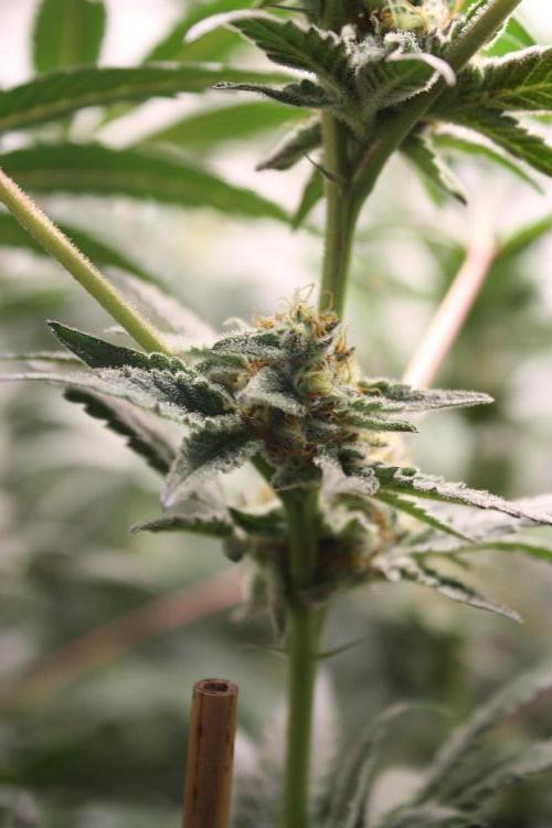 Zillions 💵 - Barney's Farm. Week 16