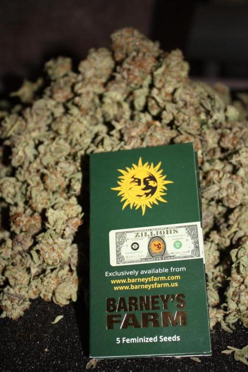 Zillions 💵 - Barney's Farm. Week 21