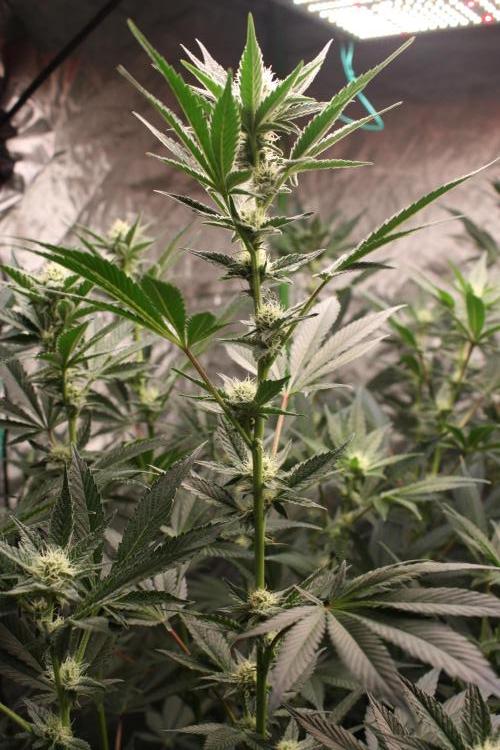 Zillions 💵 - Barney's Farm. Week 13