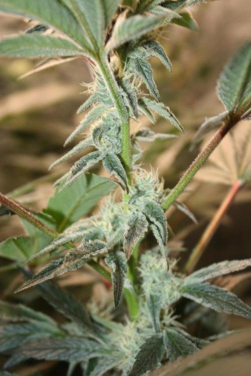 Zillions 💵 - Barney's Farm. Week 15