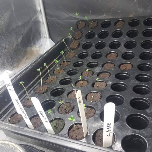 Sheffield Livers. Week 1 - 5 Sheffield Livers ready for potting up