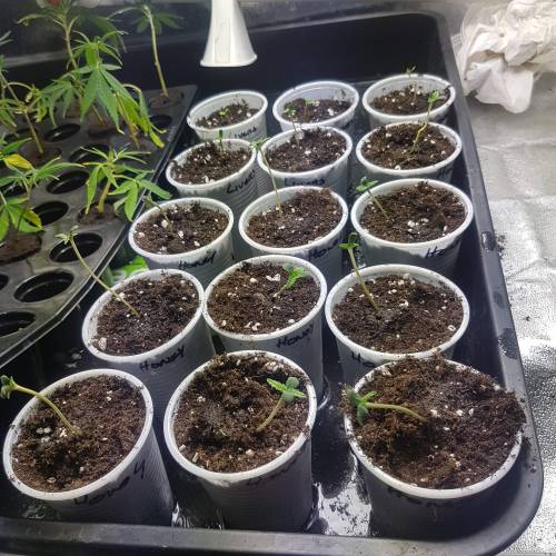 Sheffield Livers. Week 1 - The back 5 are Sheffield Livers all the rest are Honey Badger (seperate diary).