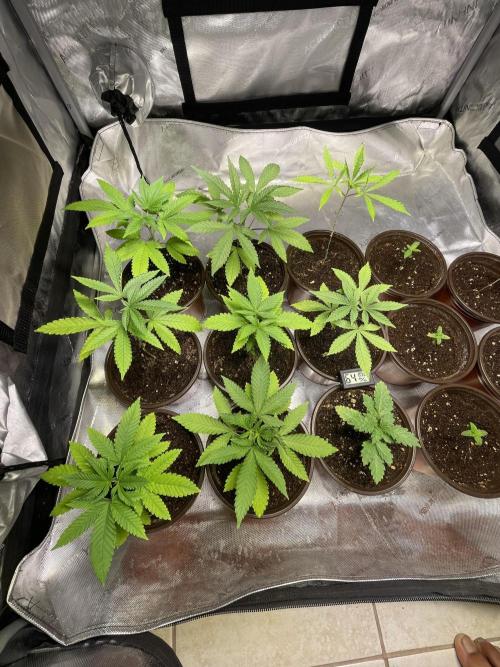 Fall Hunt 2025. Week 2 - First feeding top dressed Gaia green 4-4-4,  culling 2 of the Chimera Junky. 