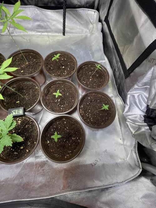 Fall Hunt 2025. Week 2 - Lemon Cherry Pops Wk 2