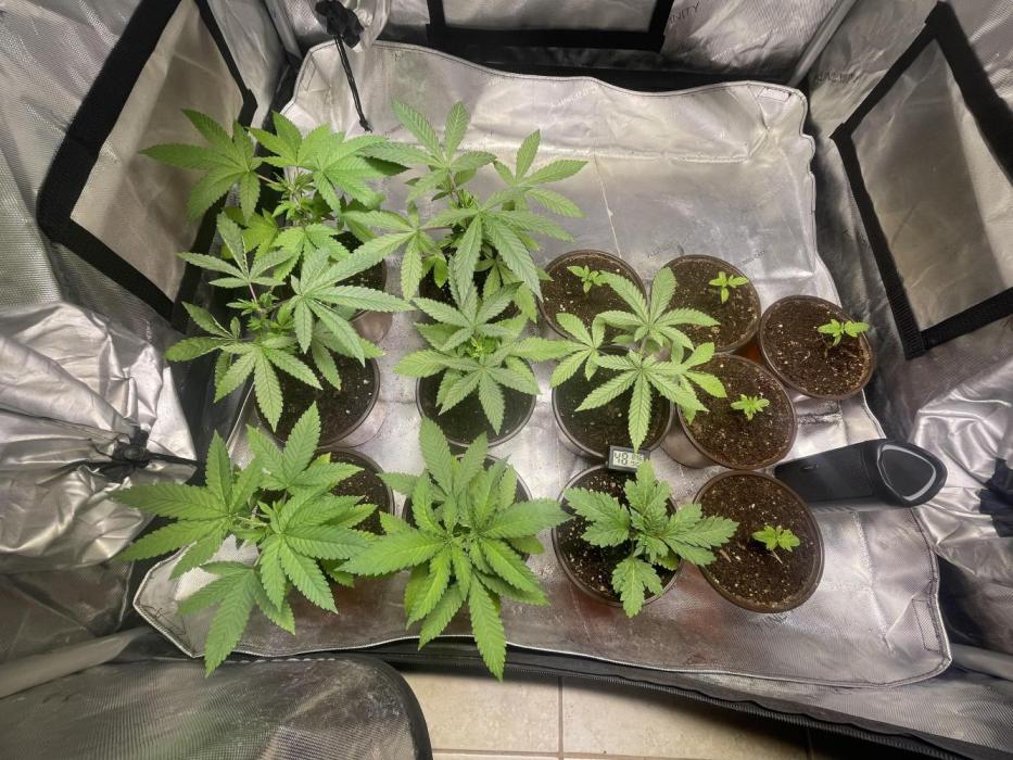 Fall Hunt 2025. Week 3 - Day21 Solfire 
Day 7 LCP 
