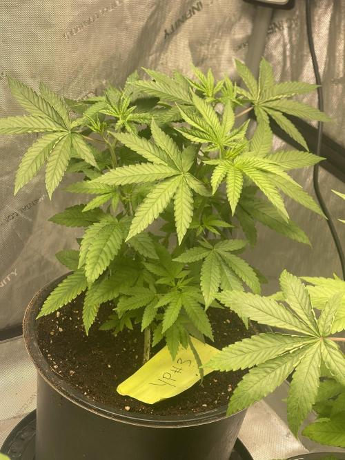 Fall Hunt 2025. Week 5 - YP 3