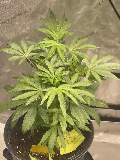 Fall Hunt 2025. Week 5 - FX3 1