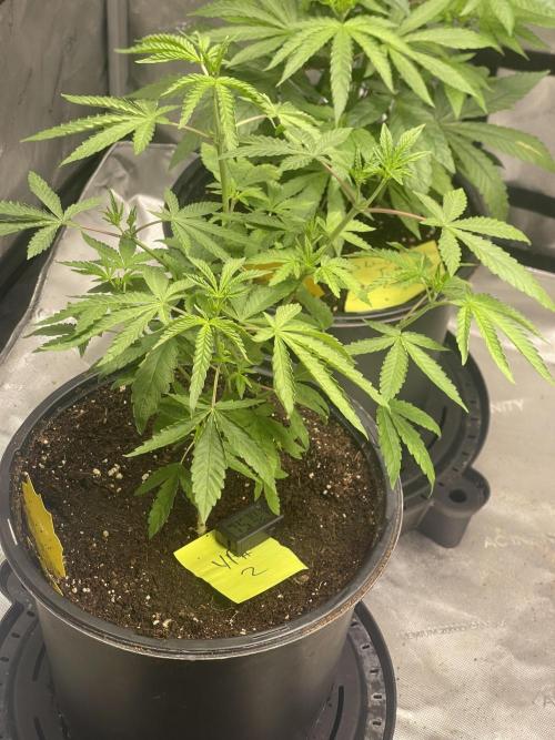 Fall Hunt 2025. Week 5 - YP 2