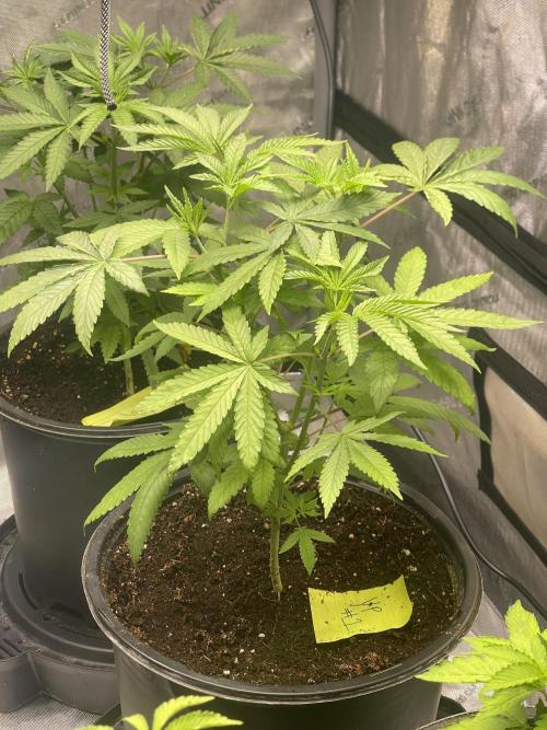 Fall Hunt 2025. Week 5 - YP 1