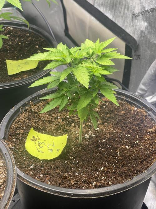 Fall Hunt 2025. Week 6 - Fx3#2 transplanted 