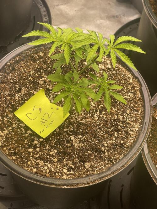 Fall Hunt 2025. Week 6 - Chimera Junky #2 transplanted 