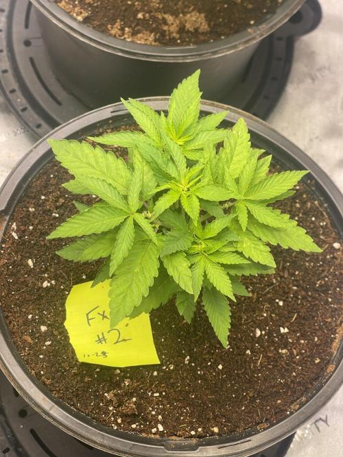 Fall Hunt 2025. Week 6 - FX3 #2 topped 2x