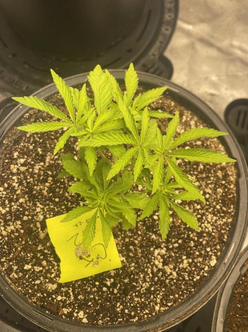 Fall Hunt 2025. Week 6 - Chimera Junky topped 2x