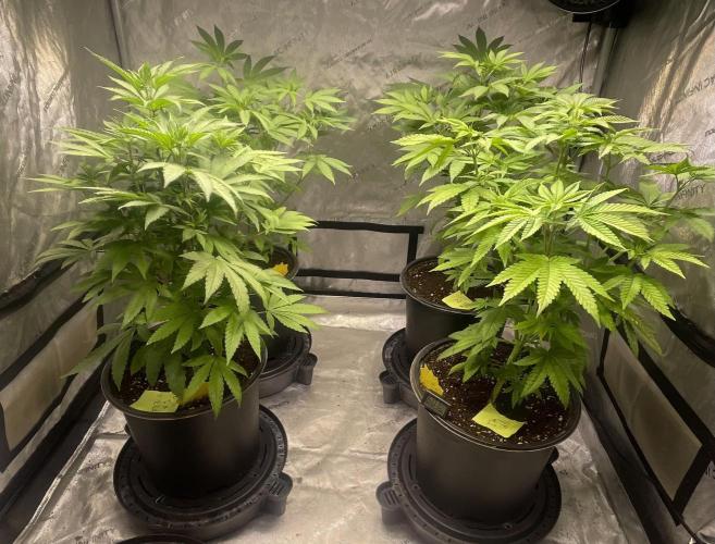 Fall Hunt 2025. Week 6 - Solfire Tent 4x4
Fx3 #1, YACHT #1,2,3