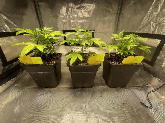 Fall Hunt 2025. Week 6 - Lemon Cherry Pop
3 selected and transplanted 
1 gal to limit size in 3x3.