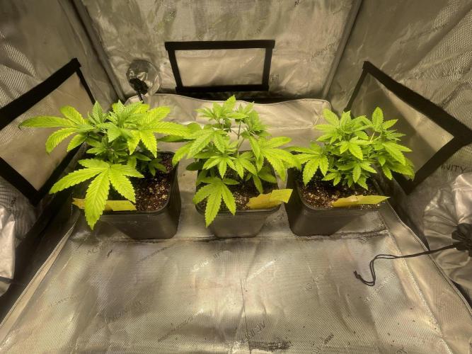 Fall Hunt 2025. Week 6 - Lemon Cherry Pop
#1,2,3 top view