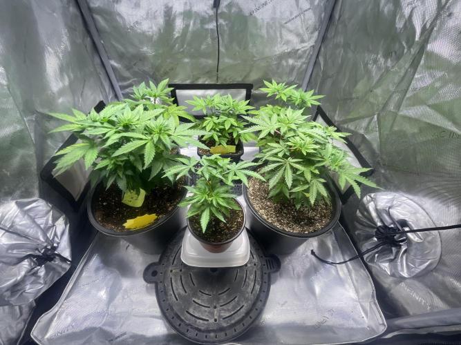 Fall Hunt 2025. Week 7 - 3 LCP back row
FX3 2 left
chimera junky Right
FX3 3 front middle