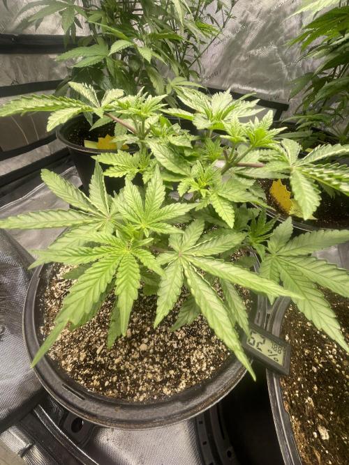 Fall Hunt 2025. Week 7 - Chimera Junky 2