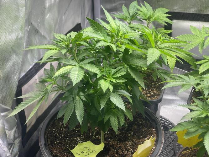 Fall Hunt 2025. Week 7 - FX3 #2