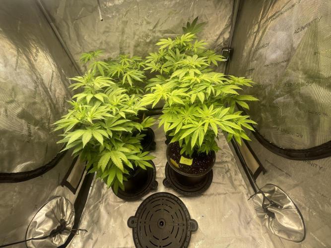 Fall Hunt 2025. Week 7 - Wk 2 flower 
Solfire tent
FX3 #1 bottom left
YP 1,2,3 surrounding 