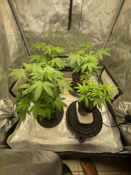 Fall Hunt 2025. Week 8 - 3 LCP flipping next week
Runt FX3# vegging 2 more weeks
